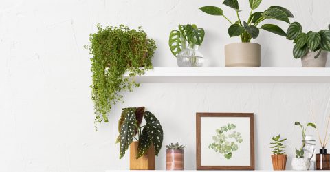 Verdir Votre Intérieur - Home decor indoor plant shelf